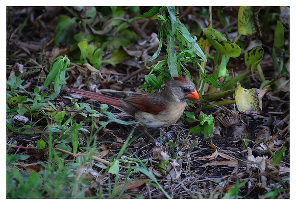 Northern Cardinal - Brazos