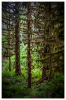 Hoh Rain Forest - Olympic National Park