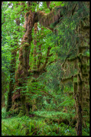 Hoh Rain Forest - Olympic National Park