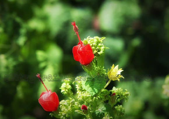 Turk's Cap Flower