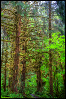 Hoh Rain Forest - Olympic National Park