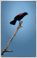 Brazos Bend Park-SP-TX-20100601-1