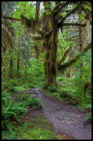 Hoh Rain Forest - Olympic National Park