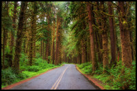 Hoh Rain Forest - Olympic National Park