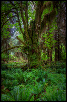 Hoh Rain Forest - Olympic National Park