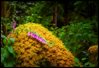 Hoh Rain Forest - Olympic National Park