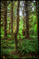 Hoh Rain Forest - Olympic National Park