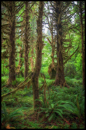 Hoh Rain Forest - Olympic National Park
