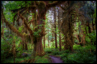 Olympic-Hoh-NP-WA-20110716-1