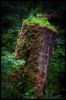 Hoh Rain Forest - Olympic National Park