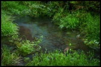 Hoh Rain Forest - Olympic National Park