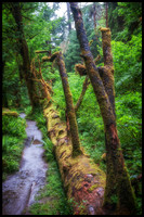Hoh Rain Forest - Olympic National Park
