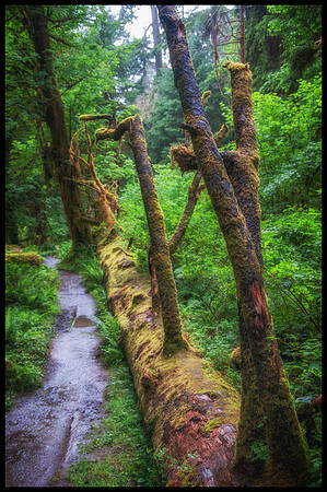 Hoh Rain Forest - Olympic National Park