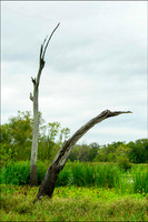 Brazos Bend State Park