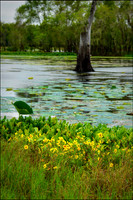 Brazos Bend State Park