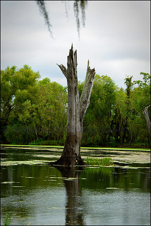 Brazos Bend State Park