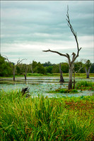 Brazos Bend-SP-TX-20181018-1