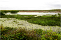 Brazos Bend State Park