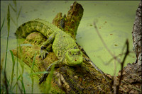 Brazos Bend State Park