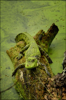 Brazos Bend State Park