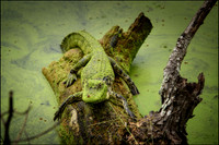 Brazos Bend State Park
