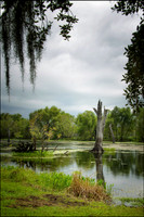 Brazos Bend State Park